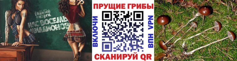 Купить где  Туапсе  Галлюциногенные грибы мухоморы 
